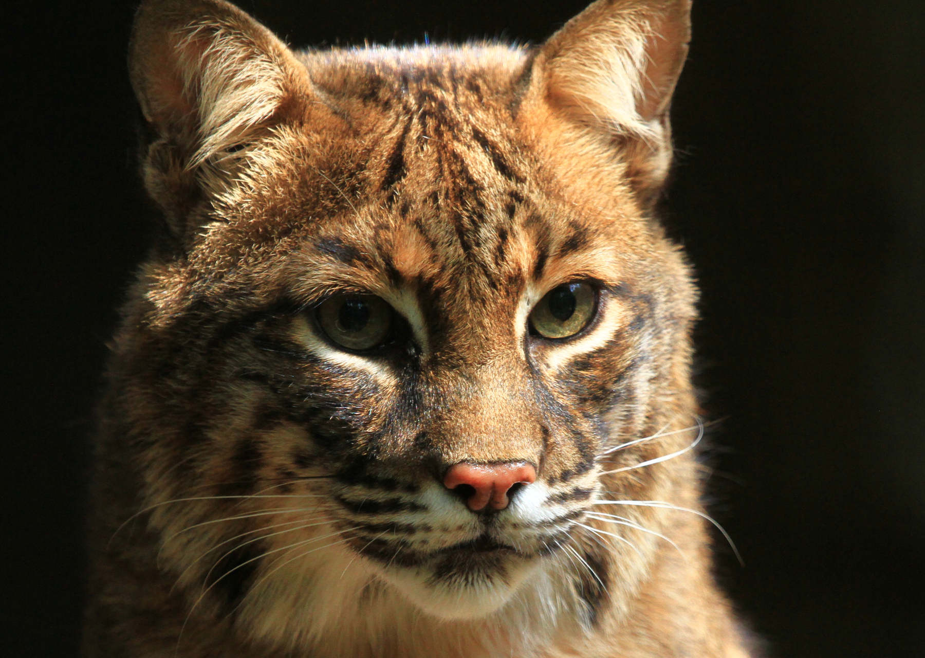 bobcat