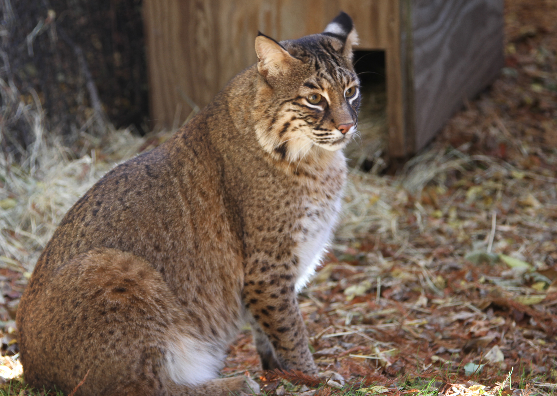 bobcat