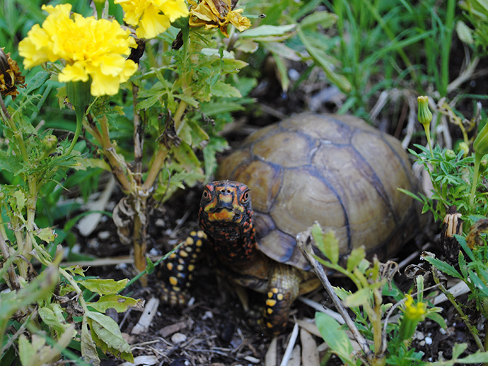 box turtle