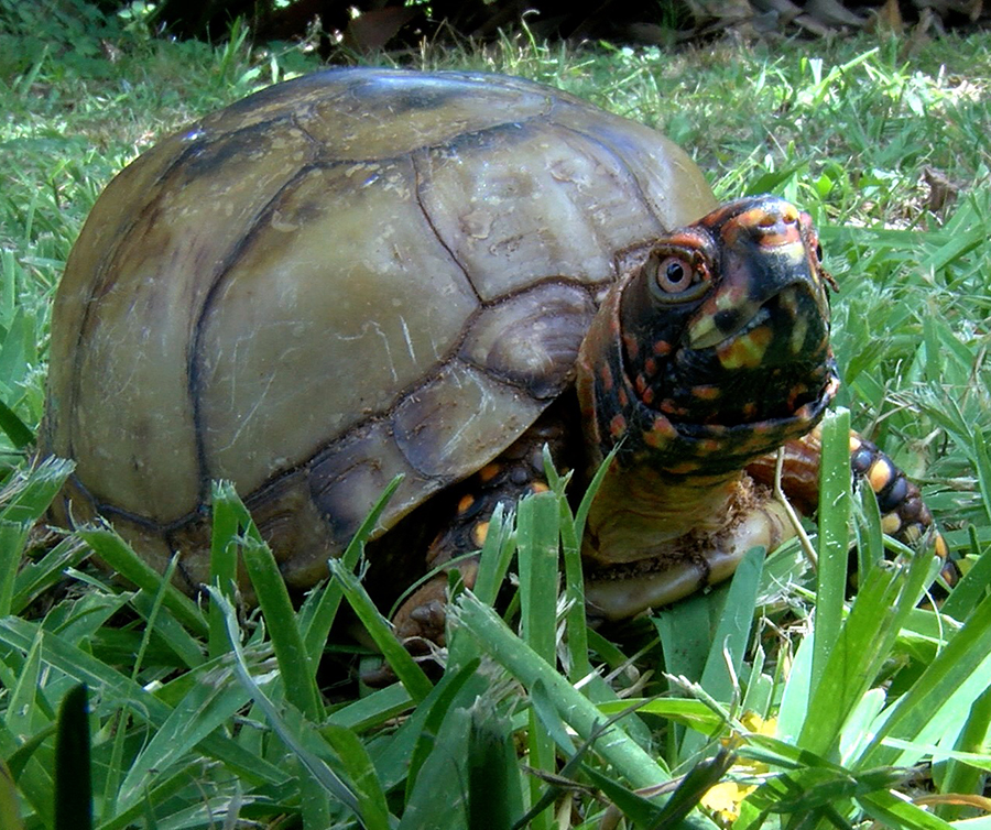 box turtle