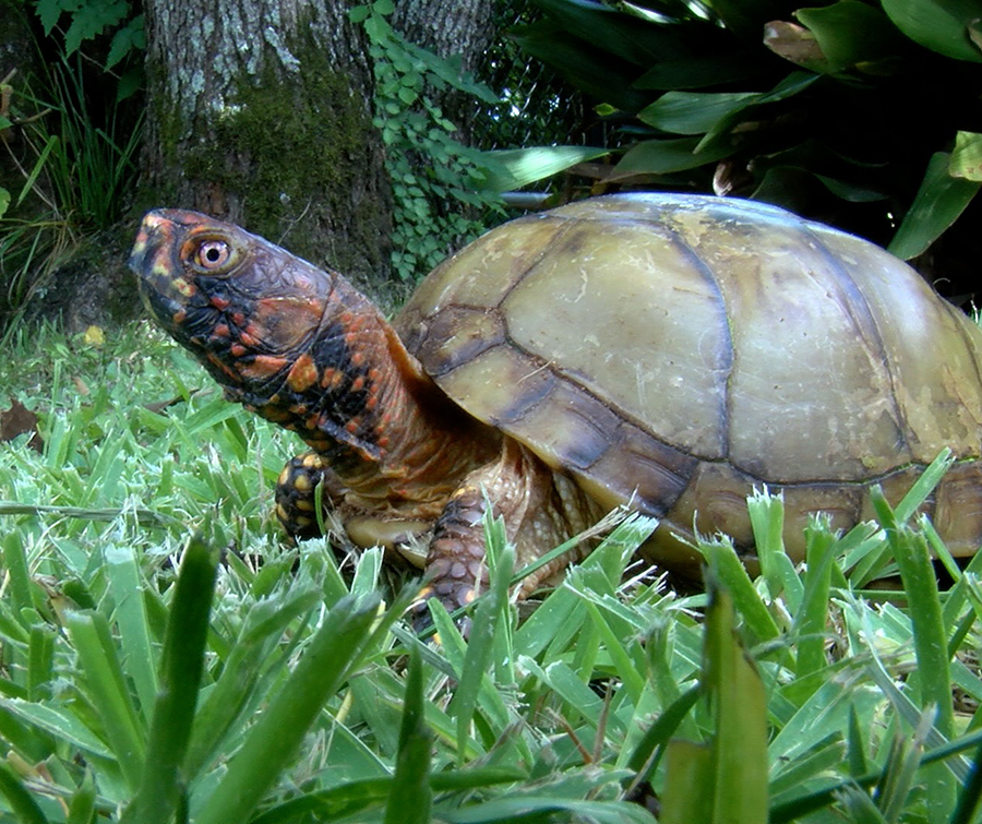 box turtle