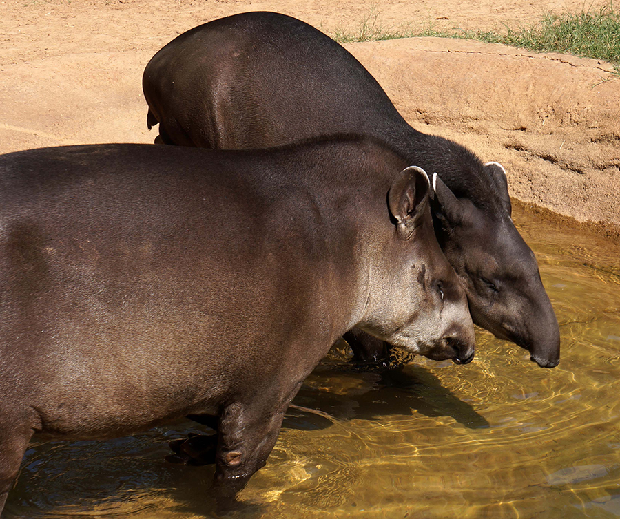 Brazilian tapir