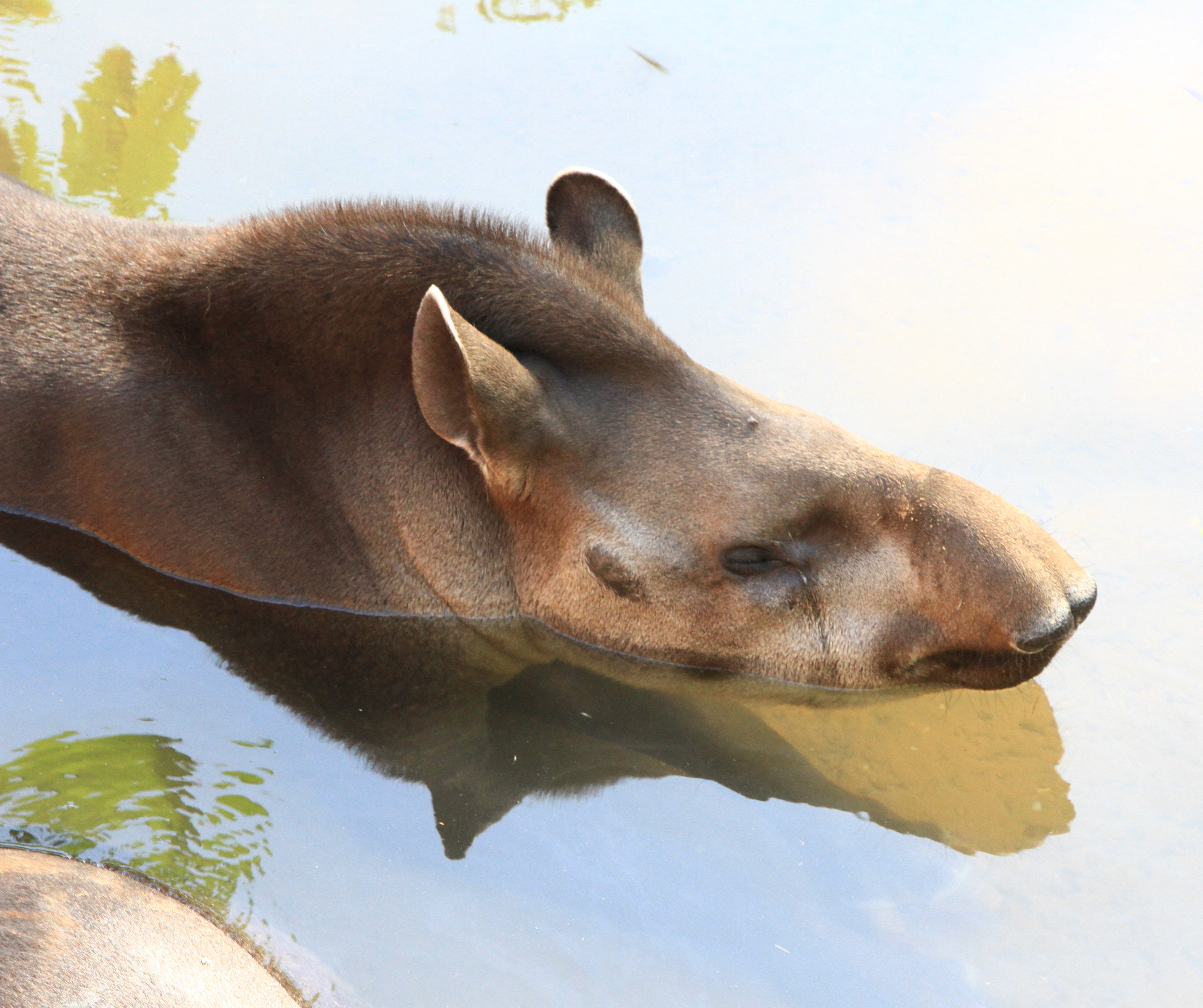 Brazilian tapir