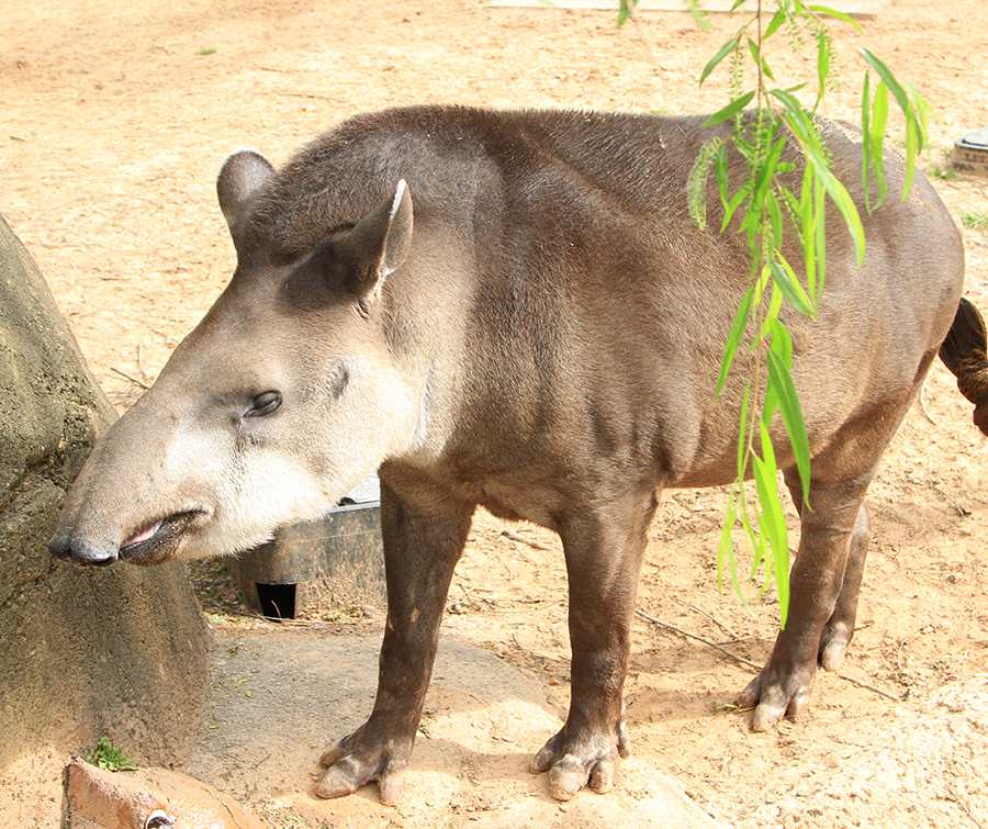 Brazilian tapir