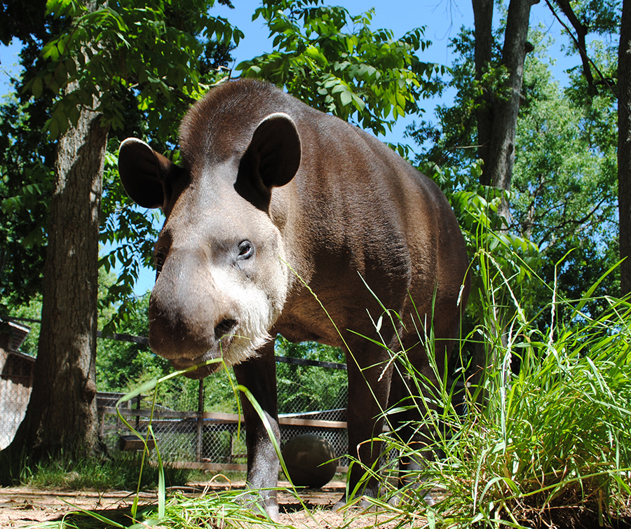 Brazilian tapir