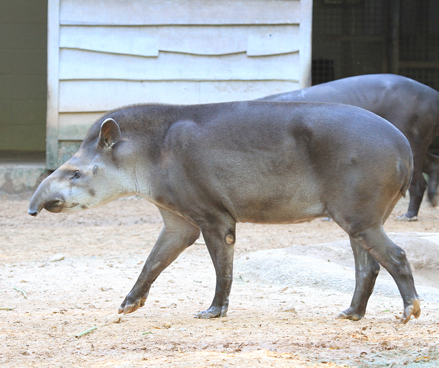 Brazilian tapir