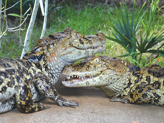 broad-snouted caiman