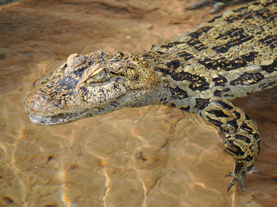 broad-snouted caiman