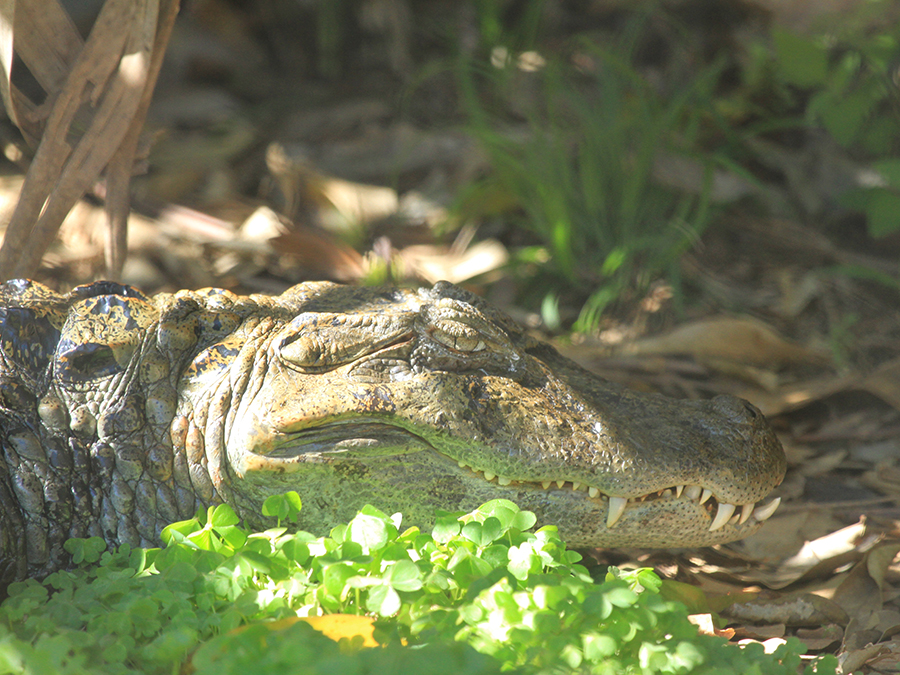 broad-snouted caiman