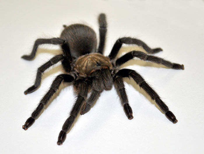 brown tarantula