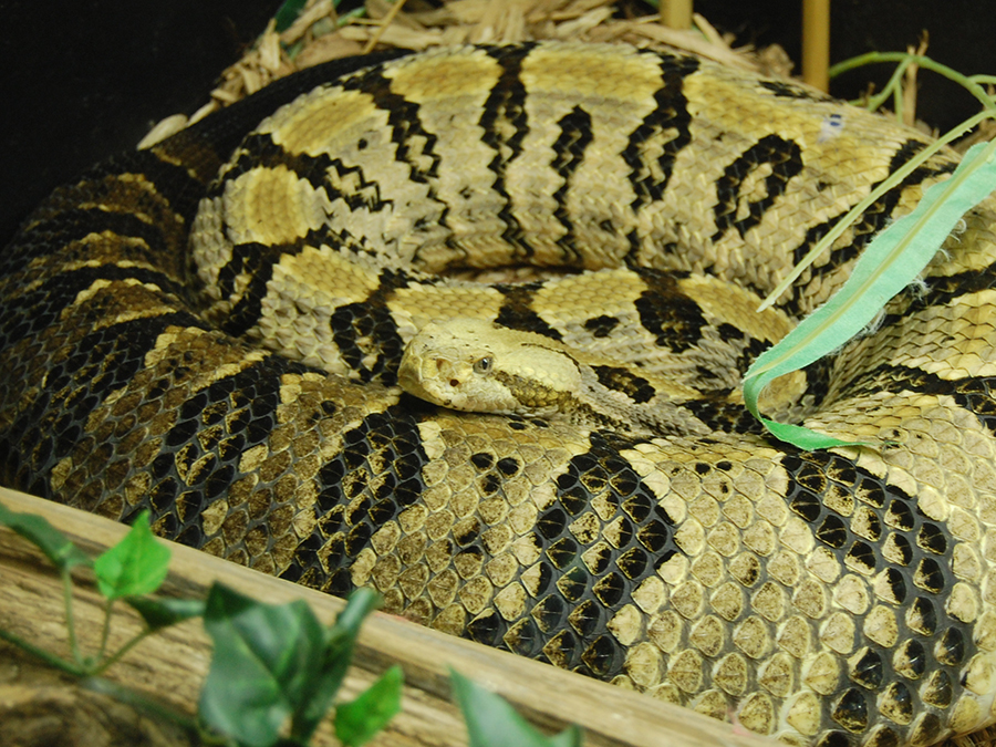 canebrake rattlesnake