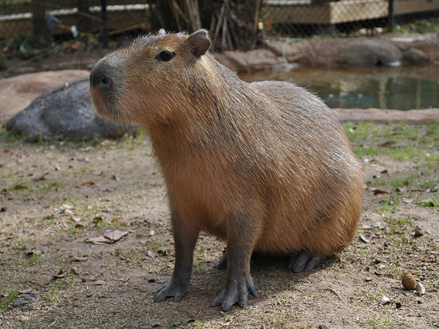 Capybara  Alexandria Zoo