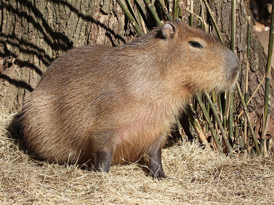 Capybara | Alexandria Zoo