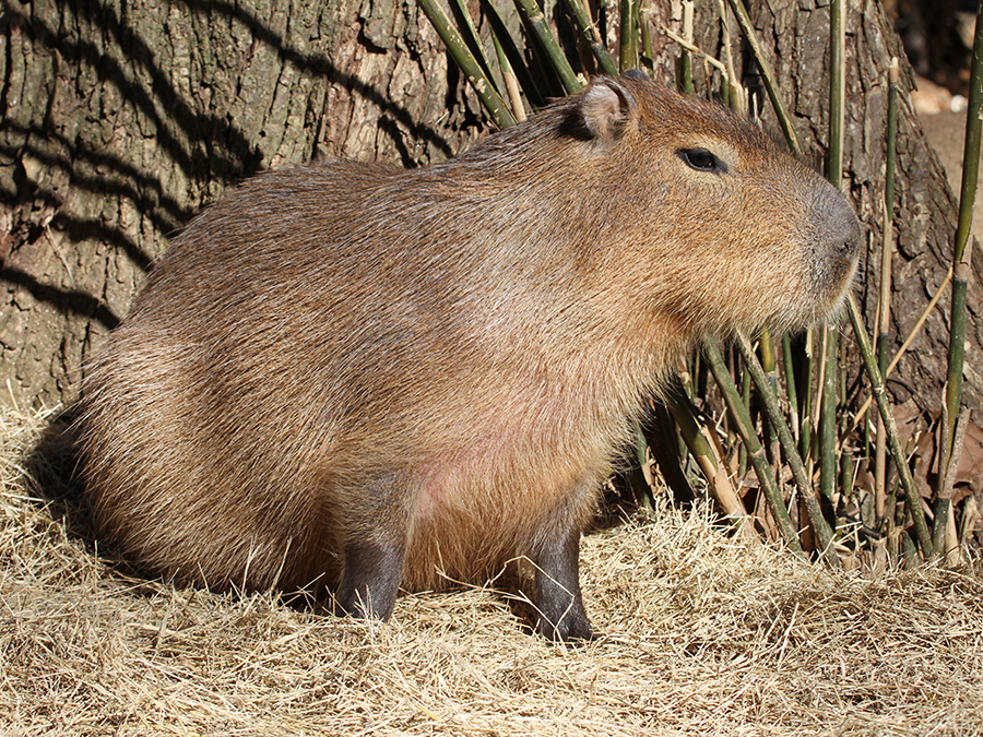 capybara