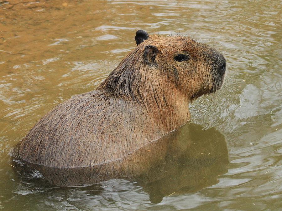 capybara