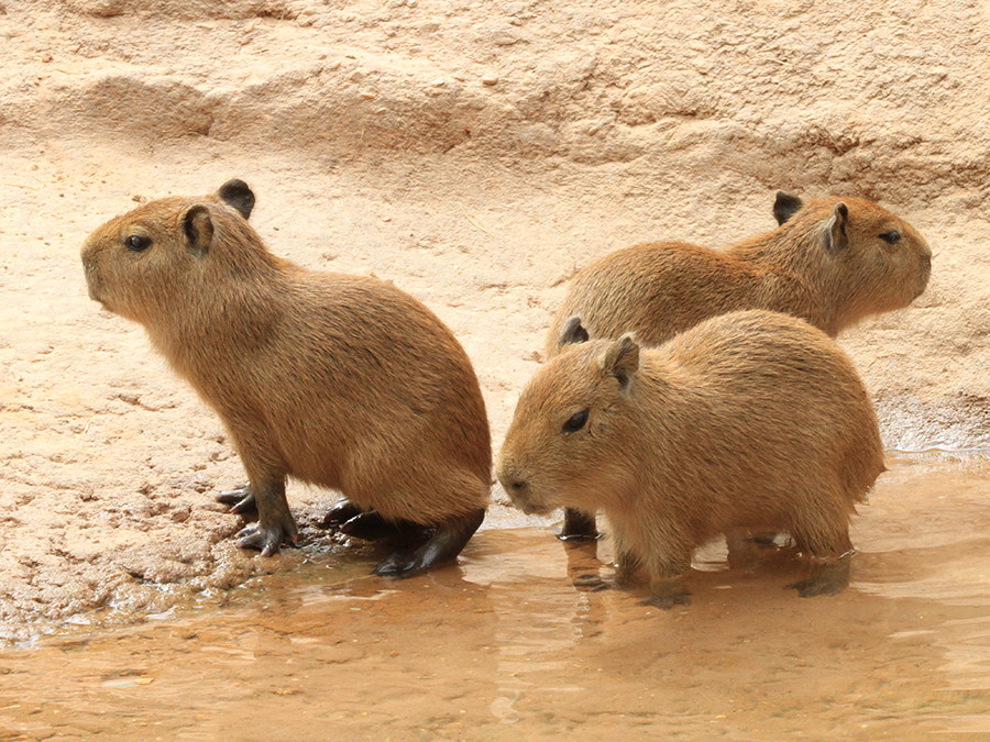 capybara