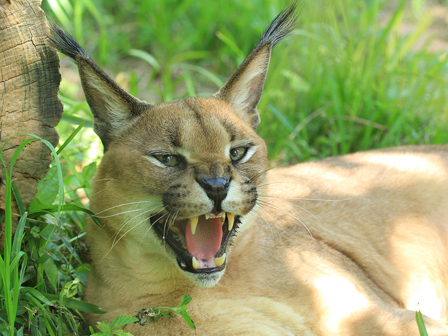 caracal