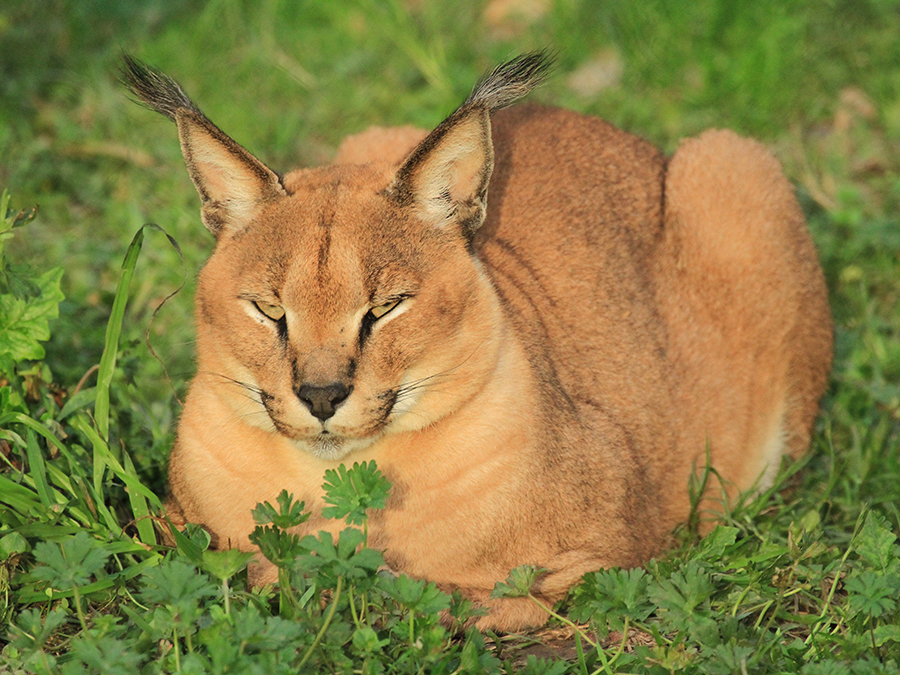 caracal