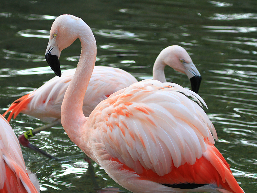 Chilean flamingo flock