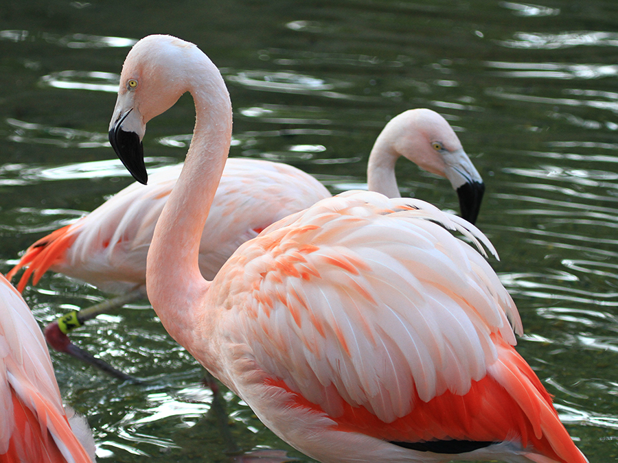 Chilean flamingo