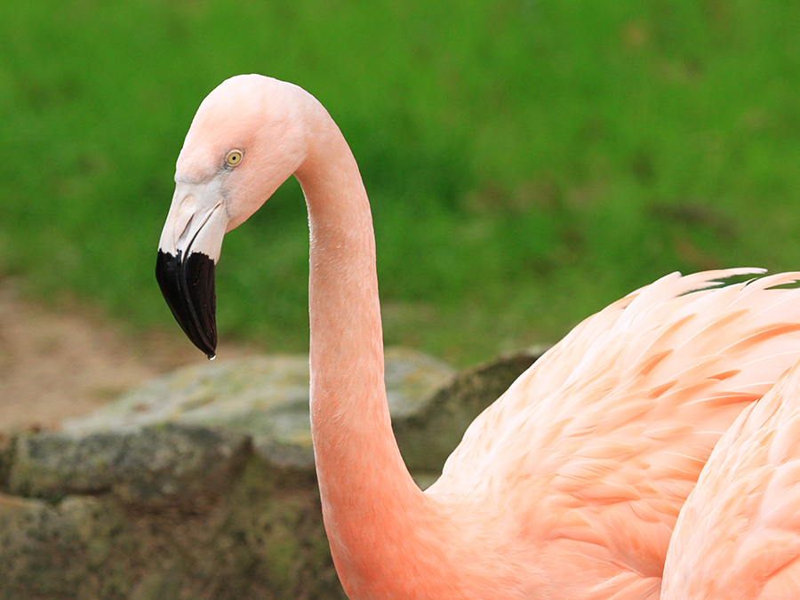 Chilean flamingo