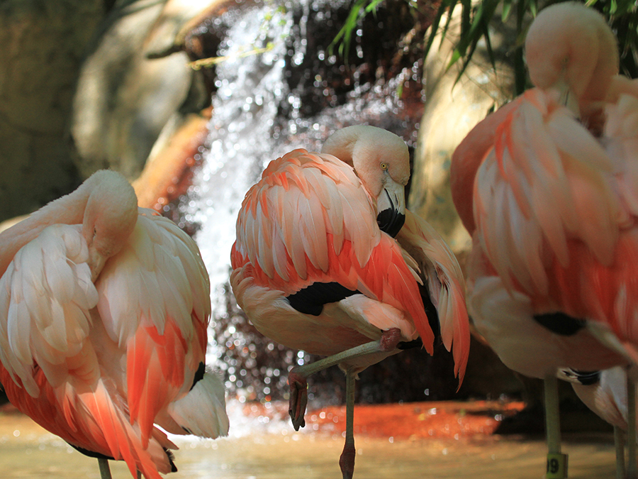 Chilean flamingo