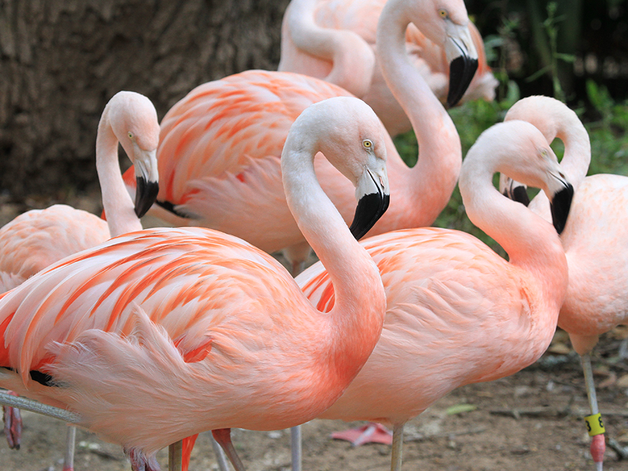 Chilean flamingo