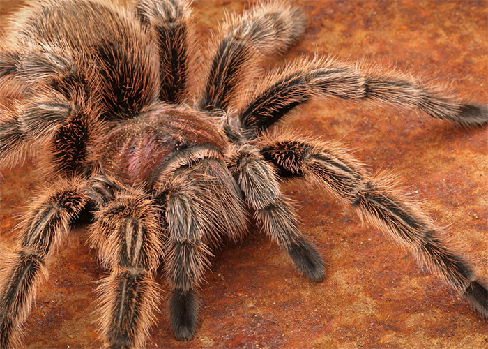 Chilean rose hair tarantula