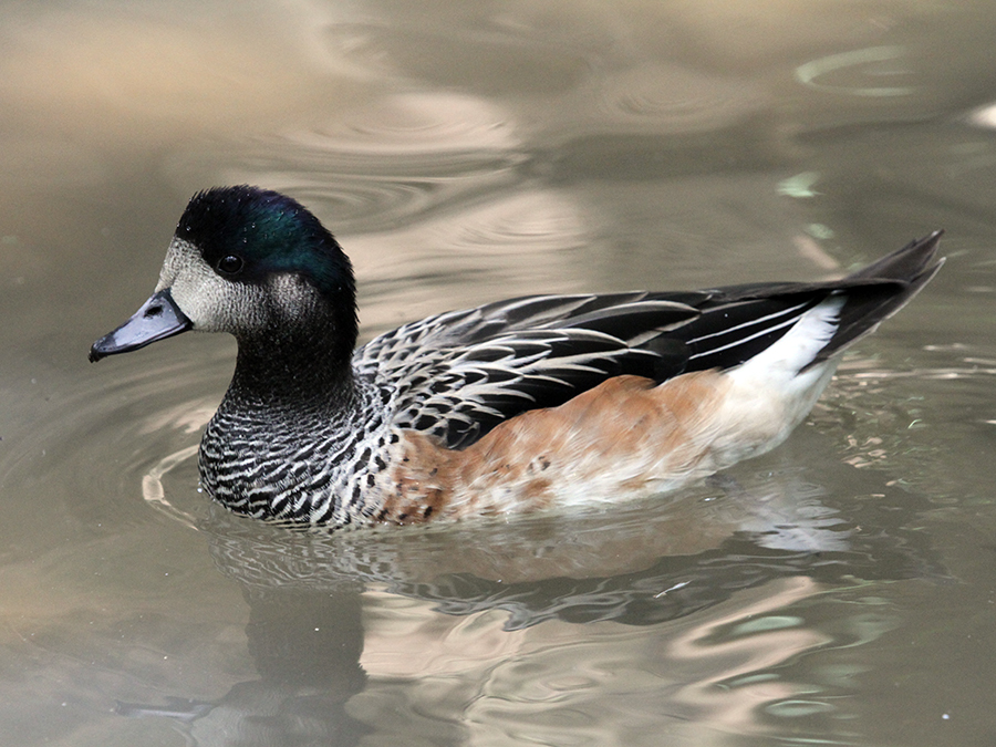 chiloe wigeon