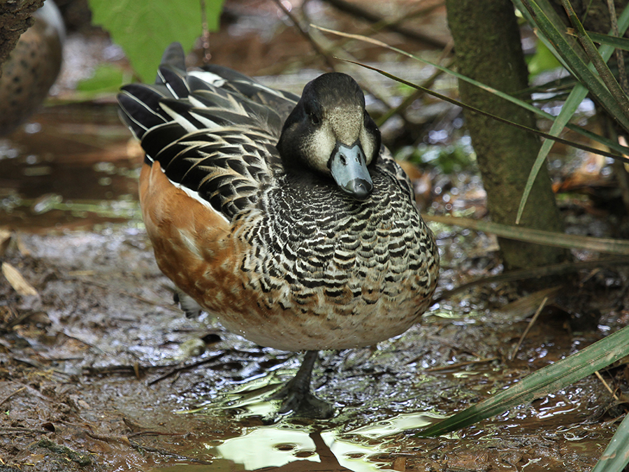 chiloe wigeon