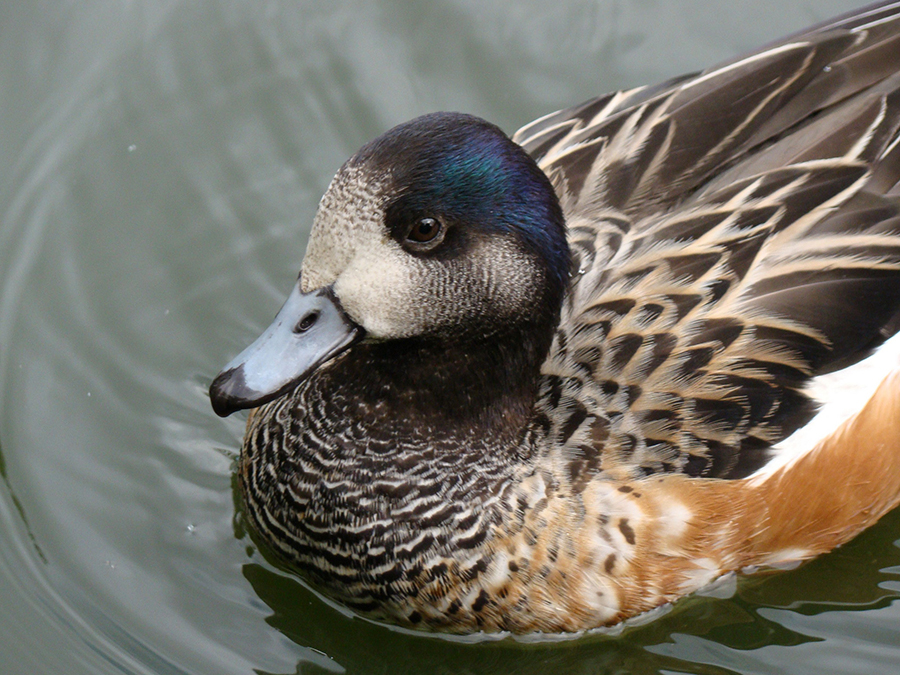 chiloe wigeon