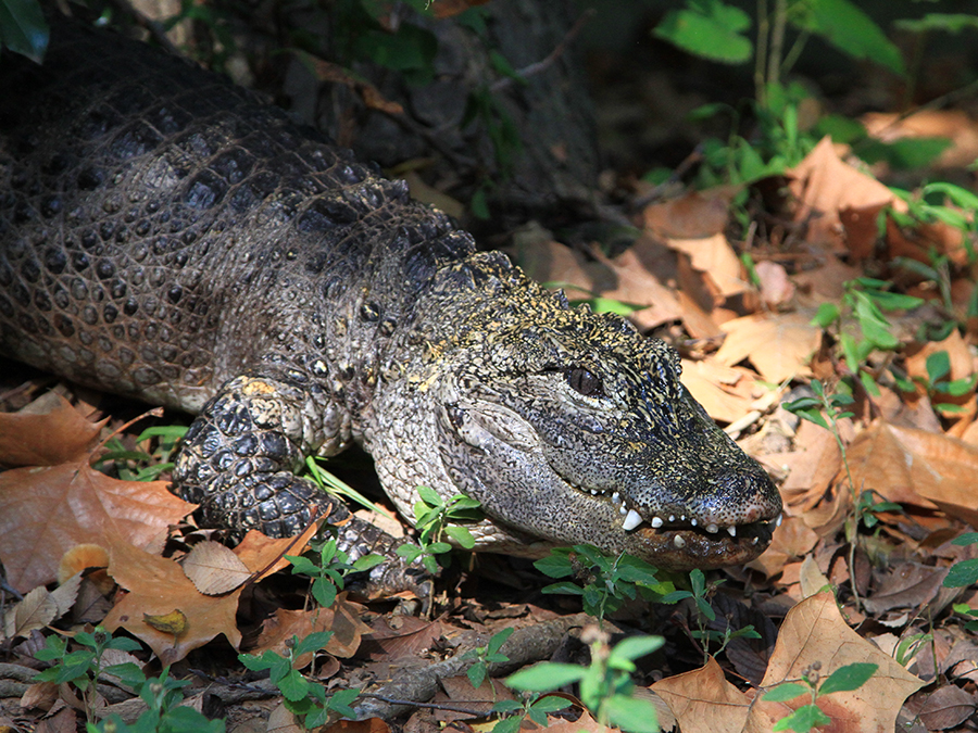 Chinese alligator