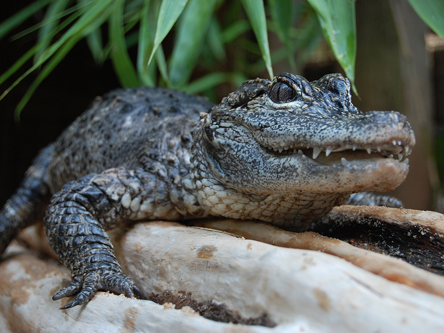 Chinese Alligator