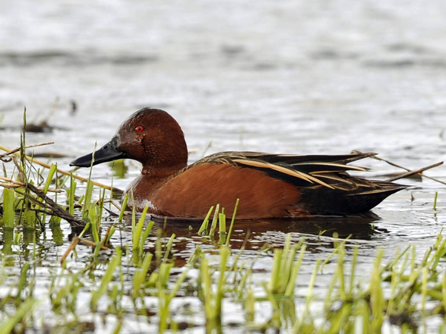 male cinnamon teal