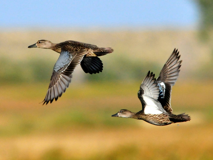  female cinnamon teals