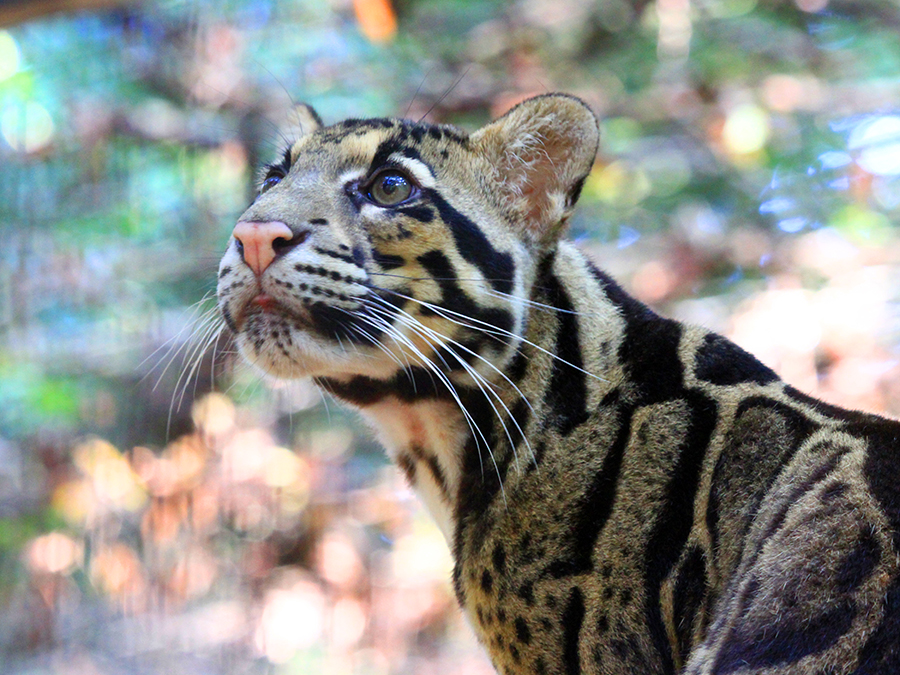 Clouded Leopard