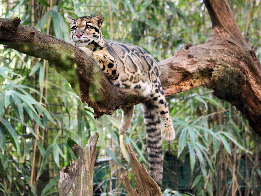 clouded leopard