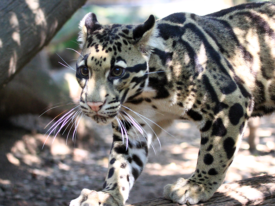 clouded leopard