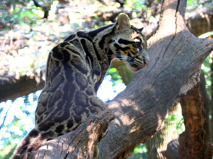 clouded leopard