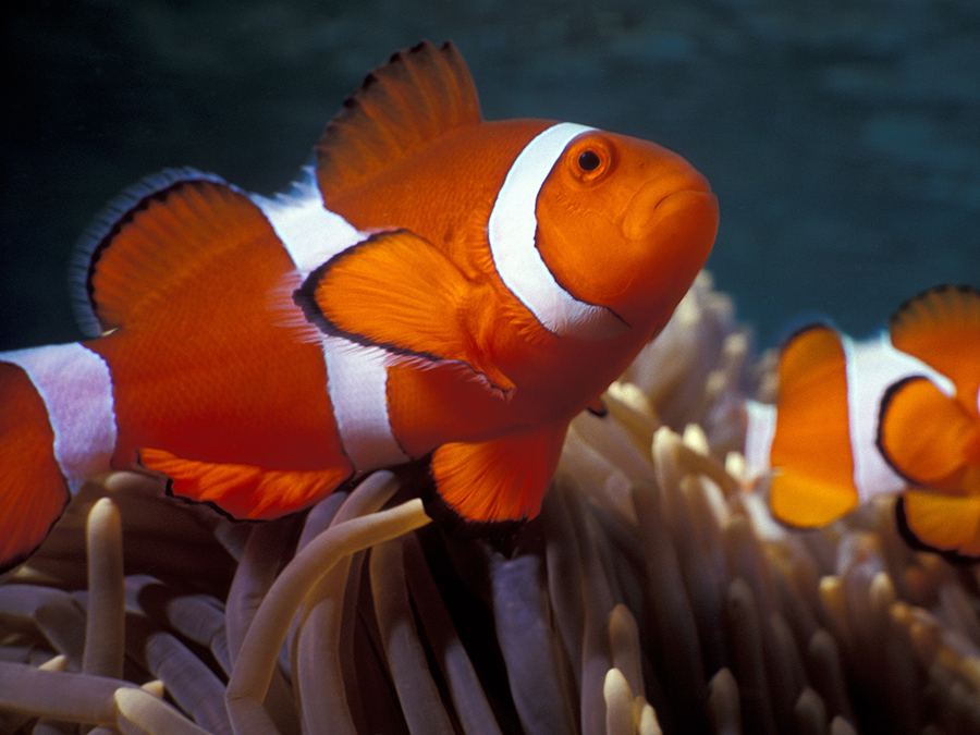 clown anemonefish