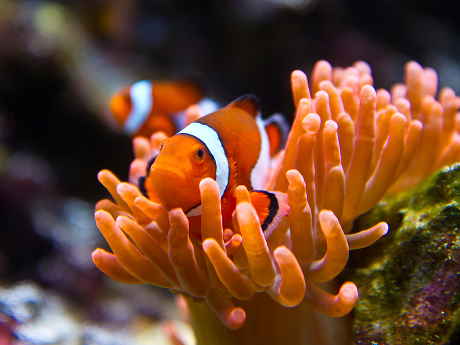 clown anemonefish