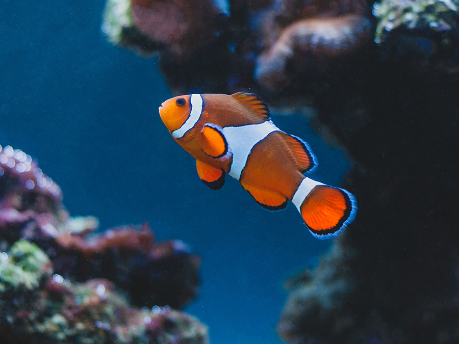 clown anemonefish