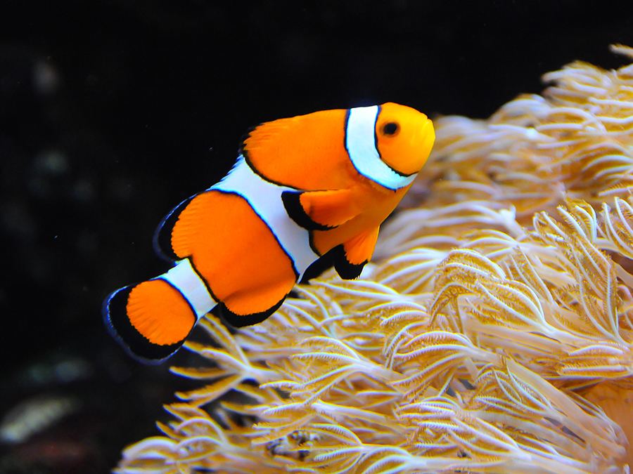 clown anemonefish