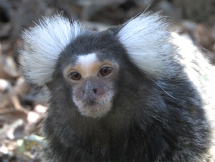 common marmoset