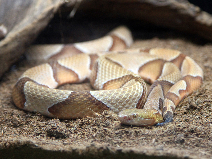 copperhead