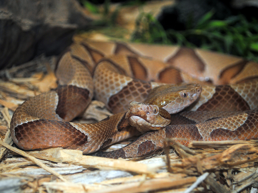 copperhead