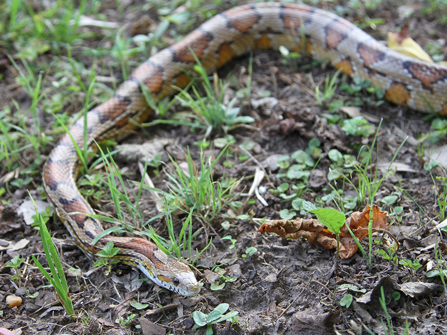 corn snake