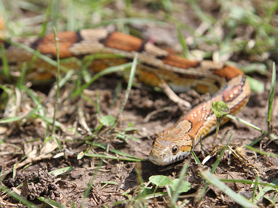 corn snake