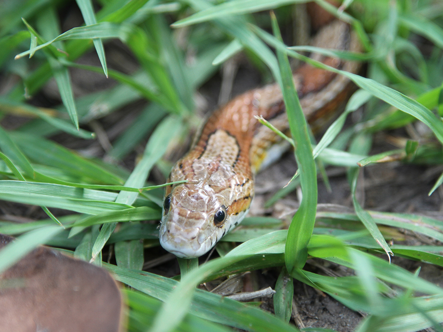 corn snake