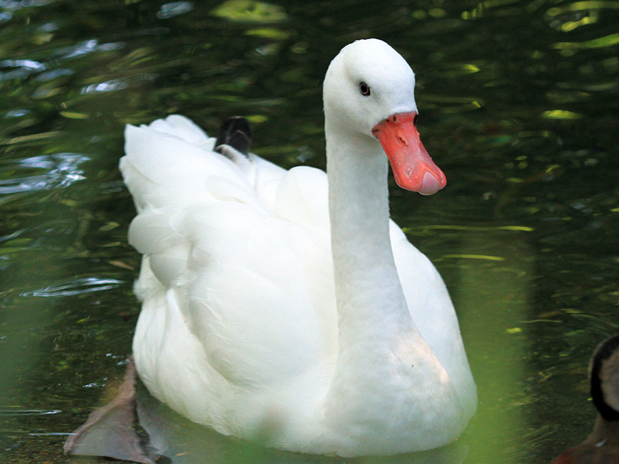 coscoroba swan